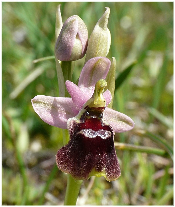 IBRIDO O.biscutella x O.tenthredinifera